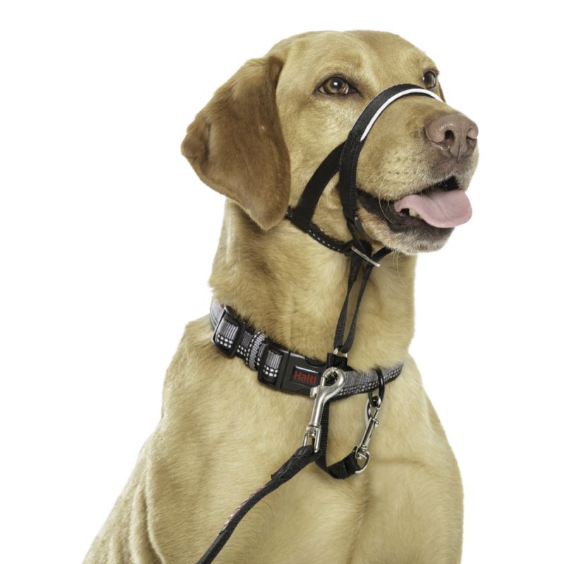 Padded halti 2025 head collar