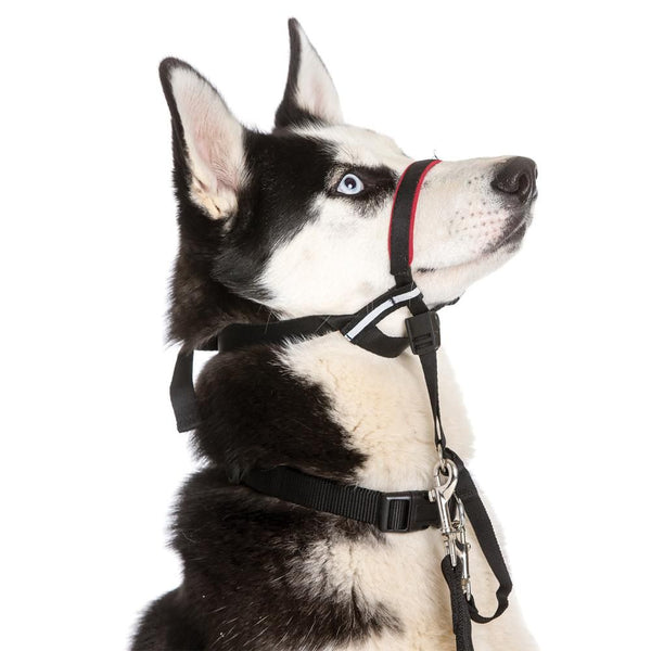 Halti Optifit Dog Head Collar