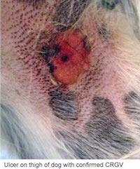 Alabama Rot.....What is it and how do i know my dog has it?