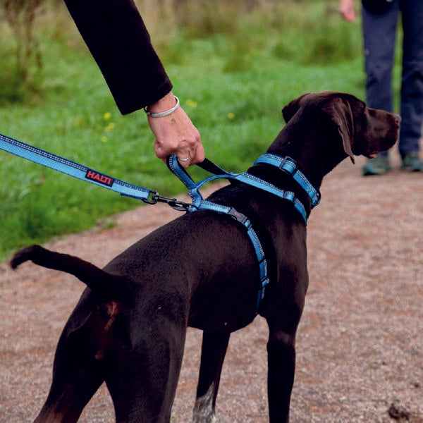 Halti Walking Adjustable Dog harness