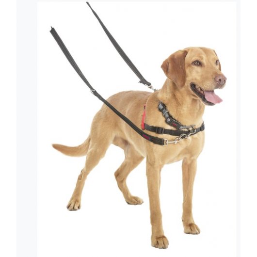 Halti Training Dog Lead - Pica's Pets